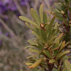 Tasmannia xerophila subsp. xerophila (Alpine Pepperbush) at Snowy Plain, NSW - 8 Nov 2025 by ConBoekel