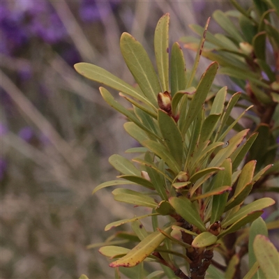 Tasmannia xerophila subsp. xerophila (Alpine Pepperbush) at Snowy Plain, NSW - 8 Nov 2025 by ConBoekel