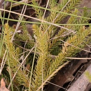 Unverified Plant at Snowy Plain, NSW - 8 Nov 2025 by ConBoekel