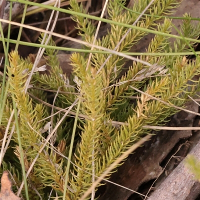 Austrolycopodium fastigiatum (Alpine Club Moss) at Snowy Plain, NSW - 8 Nov 2025 by ConBoekel