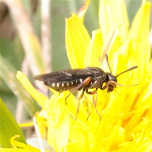 Unverified Bee (Hymenoptera, Apiformes) at Snowy Plain, NSW - 8 Nov 2025 by ConBoekel