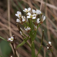 Cardamine hirsuta (Common Bittercress, Hairy Woodcress) at Snowy Plain, NSW - 8 Nov 2025 by ConBoekel