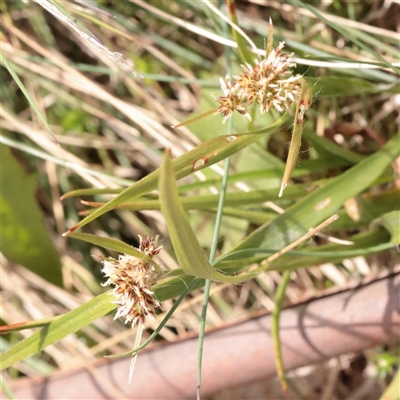 Luzula (genus) (Woodrush) at Snowy Plain, NSW - 8 Nov 2025 by ConBoekel