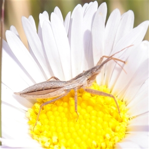 Unverified True bug (Hemiptera, Heteroptera) at Snowy Plain, NSW - 8 Nov 2025 by ConBoekel