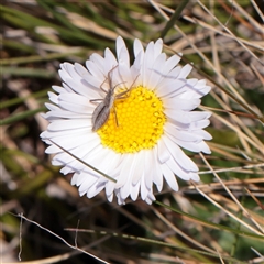 Brachyscome decipiens (Field Daisy) at Snowy Plain, NSW - 8 Nov 2025 by ConBoekel