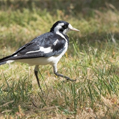 Grallina cyanoleuca (Magpie-lark) at Yarralumla, ACT - 11 Nov 2025 by AlisonMilton