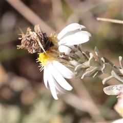 Olearia phlogopappa subsp. flavescens at Snowy Plain, NSW - 8 Nov 2025 by ConBoekel