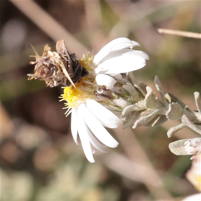 Olearia phlogopappa subsp. flavescens at Snowy Plain, NSW - 8 Nov 2025 by ConBoekel