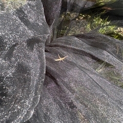 Keyacris sp. (genus) by ClaireTingate