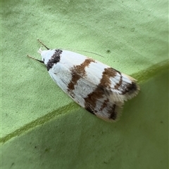 Chezala brachypepla (A Concealer moth) at Pebbly Beach, NSW - 10 Nov 2025 by Pirom