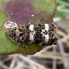 Scolioplecta comptana at Pebbly Beach, NSW - 10 Nov 2025 by Pirom