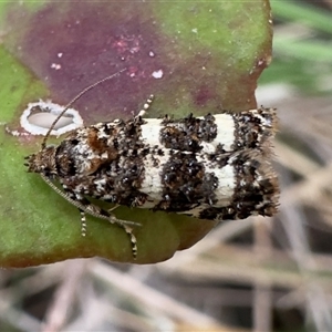Scolioplecta comptana at Pebbly Beach, NSW - 10 Nov 2025 by Pirom