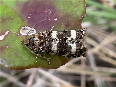 Scolioplecta comptana at Pebbly Beach, NSW - 10 Nov 2025 by Pirom