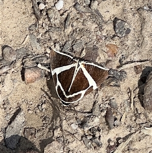 Fodina ostorius (Rainforest Vine Moth) at Pebbly Beach, NSW - 10 Nov 2025 by Pirom