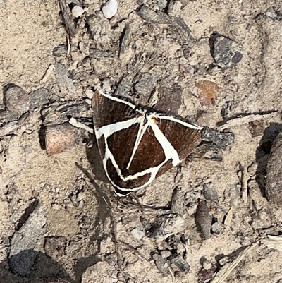 Fodina ostorius (Rainforest Vine Moth) at Pebbly Beach, NSW - 10 Nov 2025 by Pirom