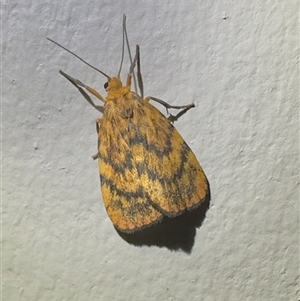 Cyme structa (Banded Lichen Moth) at Pebbly Beach, NSW - 10 Nov 2025 by Pirom