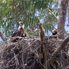Aquila audax (Wedge-tailed Eagle) at Yarrow, NSW - 30 Oct 2025 by jb2602