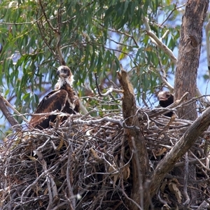 Aquila audax (Wedge-tailed Eagle) at Yarrow, NSW - 30 Oct 2025 by jb2602