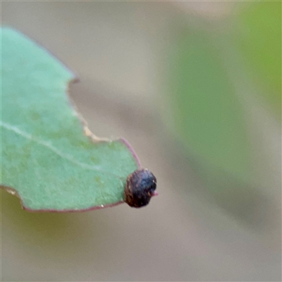 Eucalyptus insect gall at Campbell, ACT - 13 Nov 2025 by Hejor1