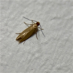 Tineola bisselliella (Webbing Clothes Moth) at Braddon, ACT - 13 Nov 2025 by Hejor1