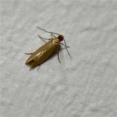 Tineola bisselliella (Webbing Clothes Moth) at Braddon, ACT - 13 Nov 2025 by Hejor1