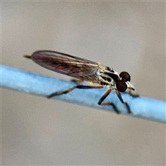 Cerdistus sp. (genus) (Slender Robber Fly) at Campbell, ACT - 13 Nov 2025 by Hejor1