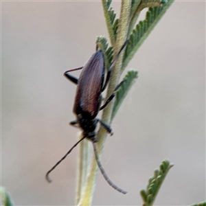 Tenebrionidae (family) at Campbell, ACT - 13 Nov 2025 by Hejor1