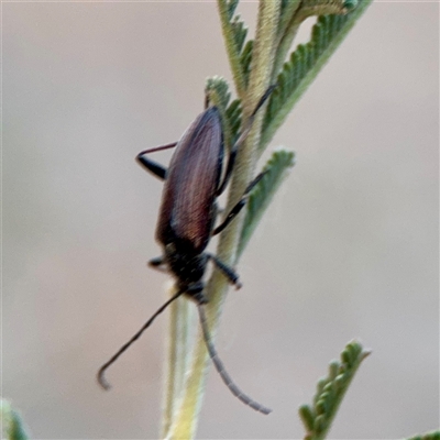 Tenebrionidae (family) at Campbell, ACT - 13 Nov 2025 by Hejor1