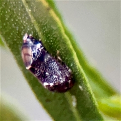 Neovulturnus (genus) (A leafhopper) at Campbell, ACT - 13 Nov 2025 by Hejor1