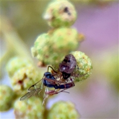 Apocrita (suborder) at Reid, ACT - 13 Nov 2025 by Hejor1