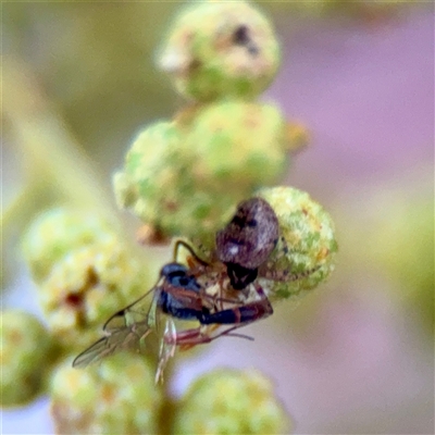 Apocrita (suborder) at Reid, ACT - 13 Nov 2025 by Hejor1