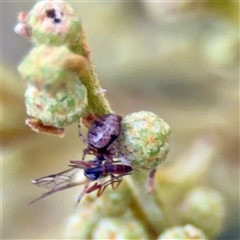 Australomisidia sp. (genus) at Campbell, ACT - 13 Nov 2025 by Hejor1