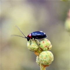Adoxia sp. (genus) (Leaf beetle) at Campbell, ACT - 13 Nov 2025 by Hejor1