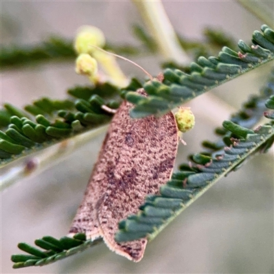 Meritastis laganodes at Campbell, ACT - 13 Nov 2025 by Hejor1