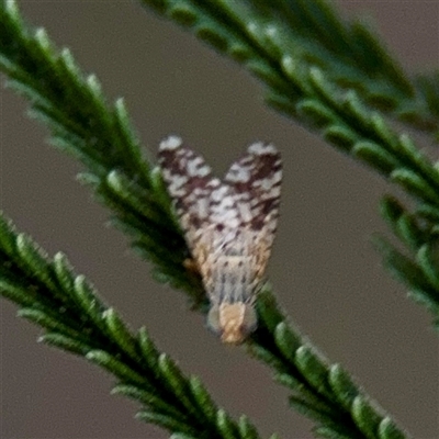Austrotephritis poenia (Australian Fruit Fly) at Campbell, ACT - 13 Nov 2025 by Hejor1