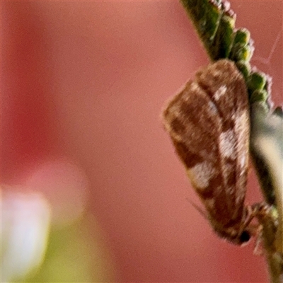 Anestia semiochrea (Marbled Footman) at Campbell, ACT - 13 Nov 2025 by Hejor1