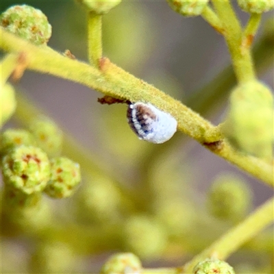 Melanococcus albizziae (Acacia Mealybug) at Reid, ACT - 13 Nov 2025 by Hejor1