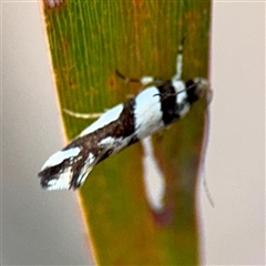 Macrobathra desmotoma ( A Cosmet moth) at Campbell, ACT - 13 Nov 2025 by Hejor1