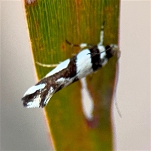 Macrobathra (genus) at Campbell, ACT - Yesterday by Hejor1