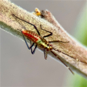 Hemiptera (order) at Turner, ACT - Yesterday by Hejor1