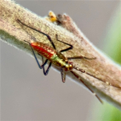 Rayieria sp. (genus) (Mirid plant bug) at Turner, ACT - 13 Nov 2025 by Hejor1