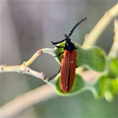 Porrostoma rhipidium (Long-nosed Lycid (Net-winged) beetle) at Reid, ACT - 13 Nov 2025 by Hejor1