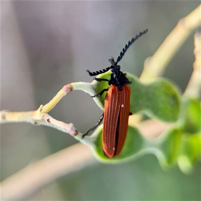 Porrostoma rhipidium (Long-nosed Lycid (Net-winged) beetle) at Reid, ACT - 13 Nov 2025 by Hejor1