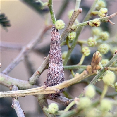 Conoeca guildingi (A case moth) at Campbell, ACT - 13 Nov 2025 by Hejor1