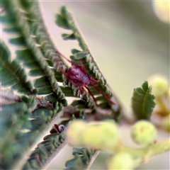 Rainbowia sp. (genus) at Campbell, ACT - 13 Nov 2025 by Hejor1