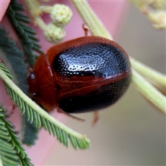 Dicranosterna immaculata (Acacia leaf beetle) at Campbell, ACT - 13 Nov 2025 by Hejor1