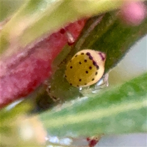 Australomimetus sp. (genus) at Campbell, ACT - Yesterday by Hejor1