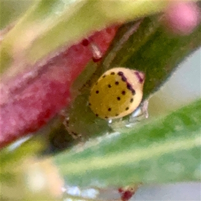 Australomimetus sp. (genus) at Campbell, ACT - 13 Nov 2025 by Hejor1