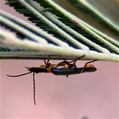 Chauliognathus lugubris (Plague Soldier Beetle) at Campbell, ACT - 13 Nov 2025 by Hejor1