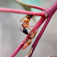 Camponotus consobrinus (Banded sugar ant) at Campbell, ACT - 13 Nov 2025 by Hejor1